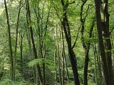 Grafenberger Wald I, Duesseldorf.jpg